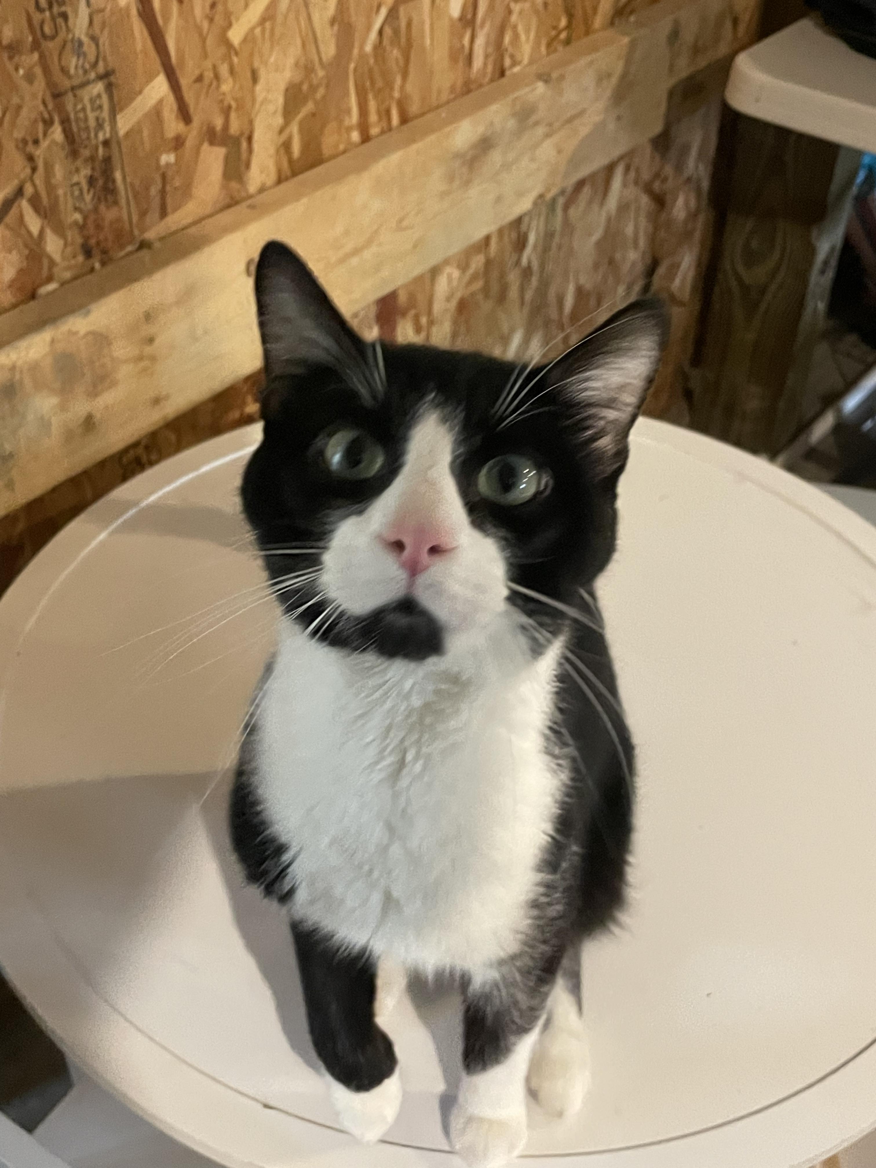 Enlarge Uno, a ADOPTABLE Domestic Short Hair in Kent, OH image 4/5