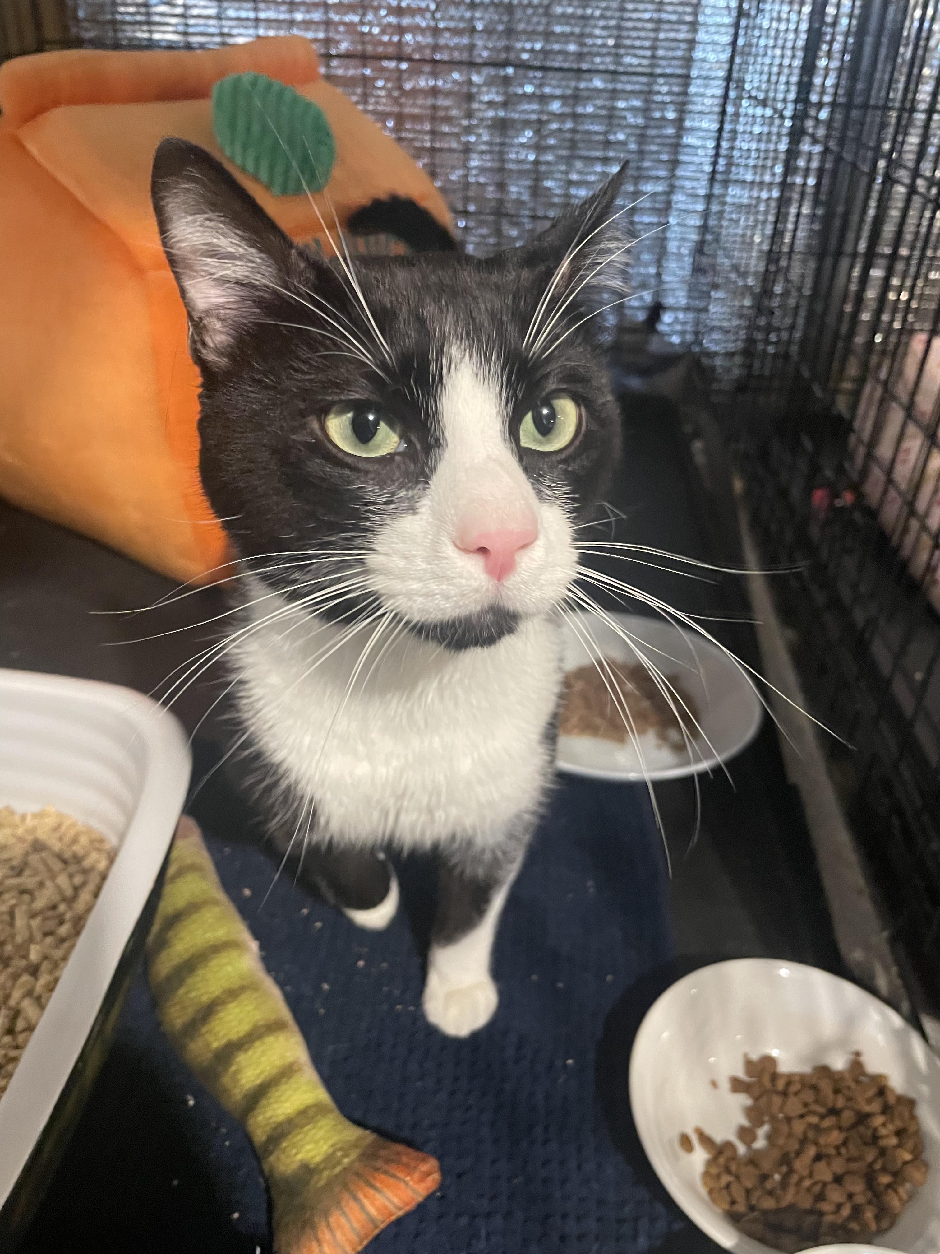 Enlarge Uno, a ADOPTABLE Domestic Short Hair in Kent, OH image 3/5