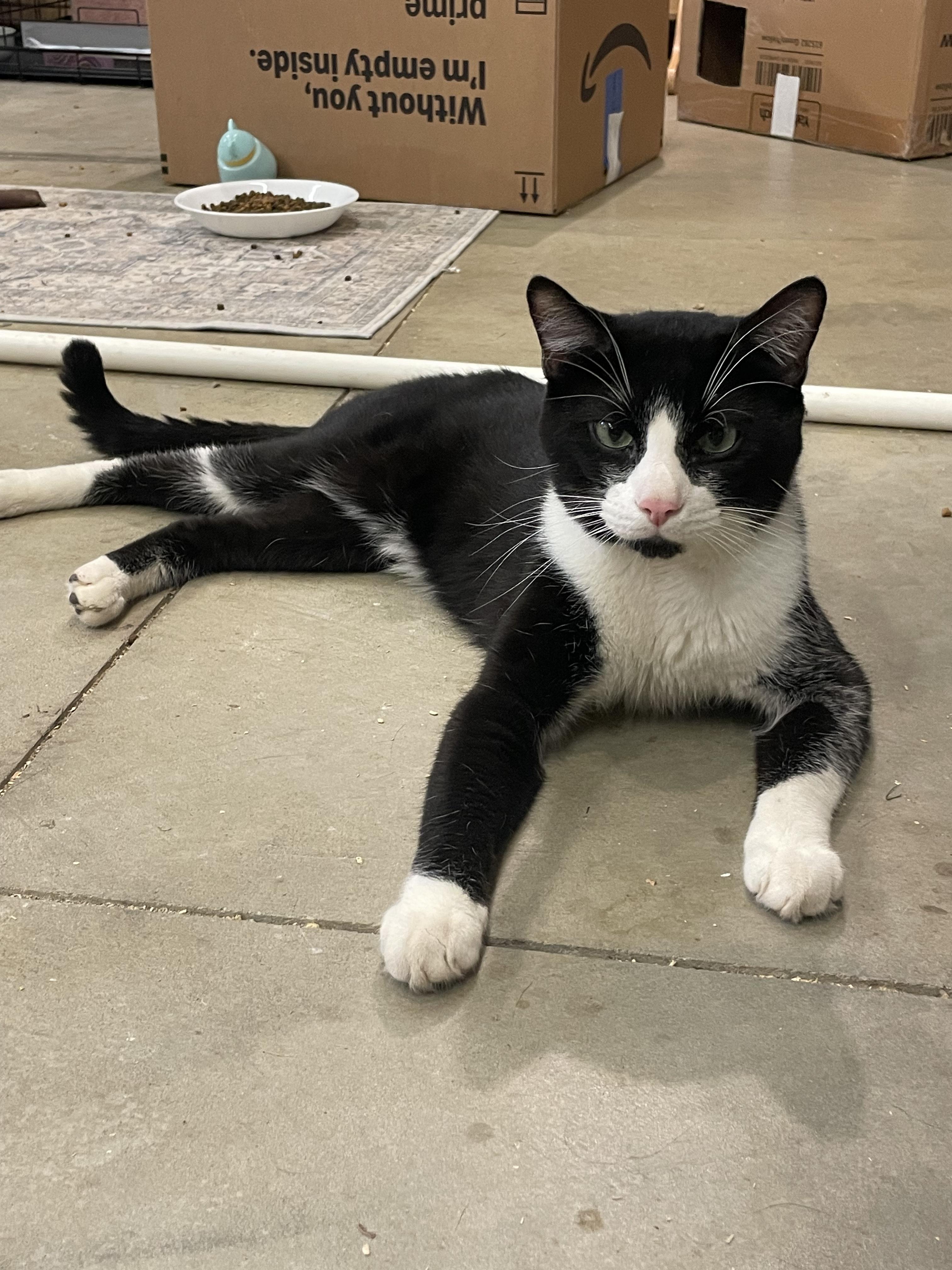 Enlarge Uno, a ADOPTABLE Domestic Short Hair in Kent, OH image 1/5
