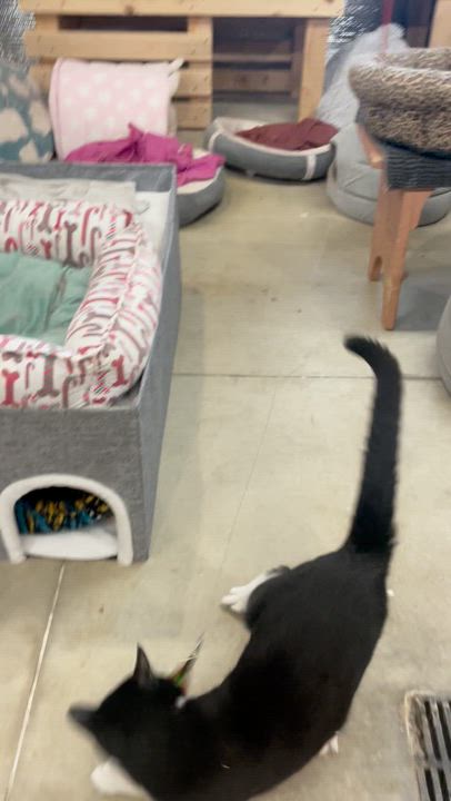 Enlarge Uno, a ADOPTABLE Domestic Short Hair in Kent, OH video 5/5