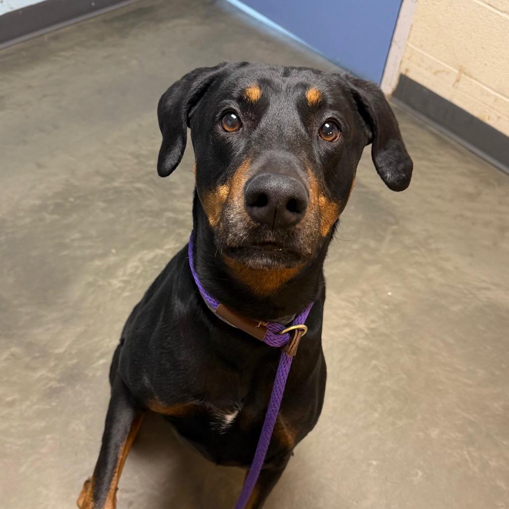 Enlarge Myvus, a Adoptable Mixed Breed in DeKalb, IL image 1/4