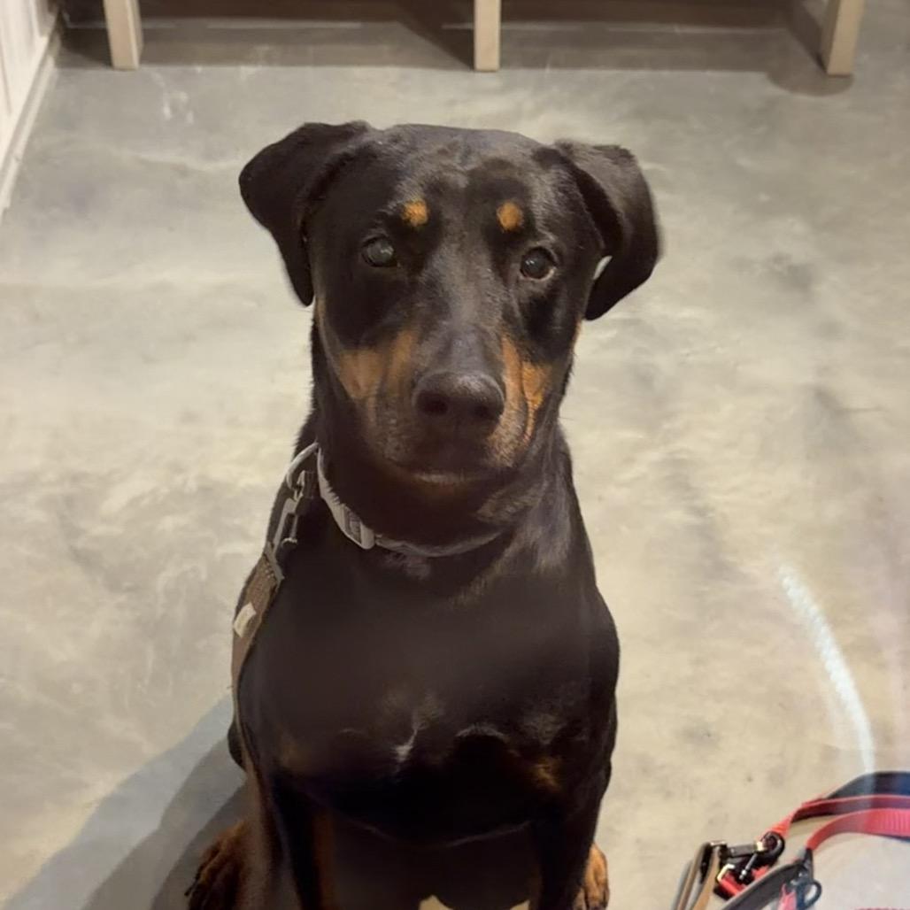 Enlarge Myvus, a Adoptable Mixed Breed in DeKalb, IL image 2/4