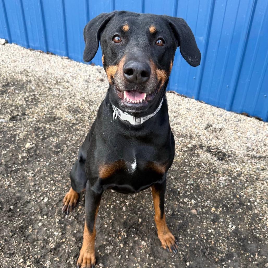 Enlarge Myvus, a Adoptable Mixed Breed in DeKalb, IL image 3/4