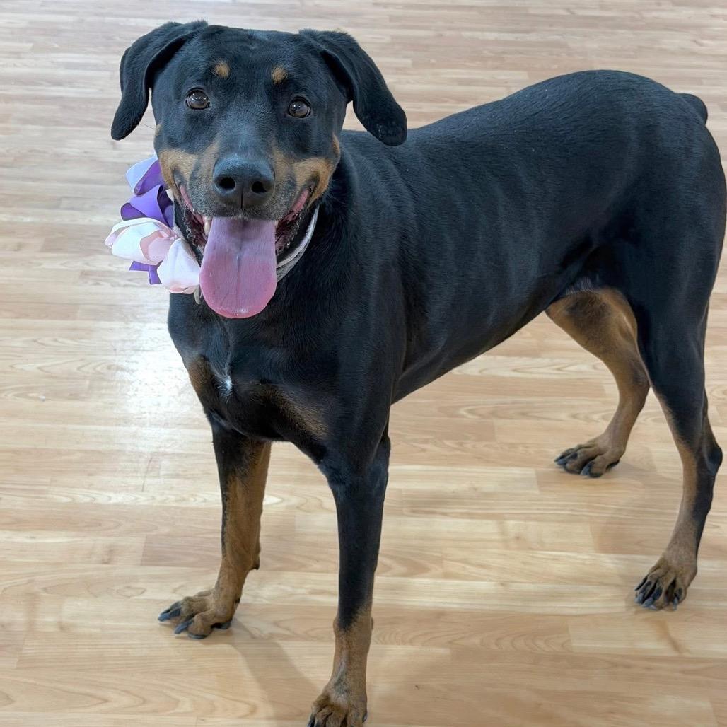 Enlarge Myvus, a Adoptable Mixed Breed in DeKalb, IL image 4/4
