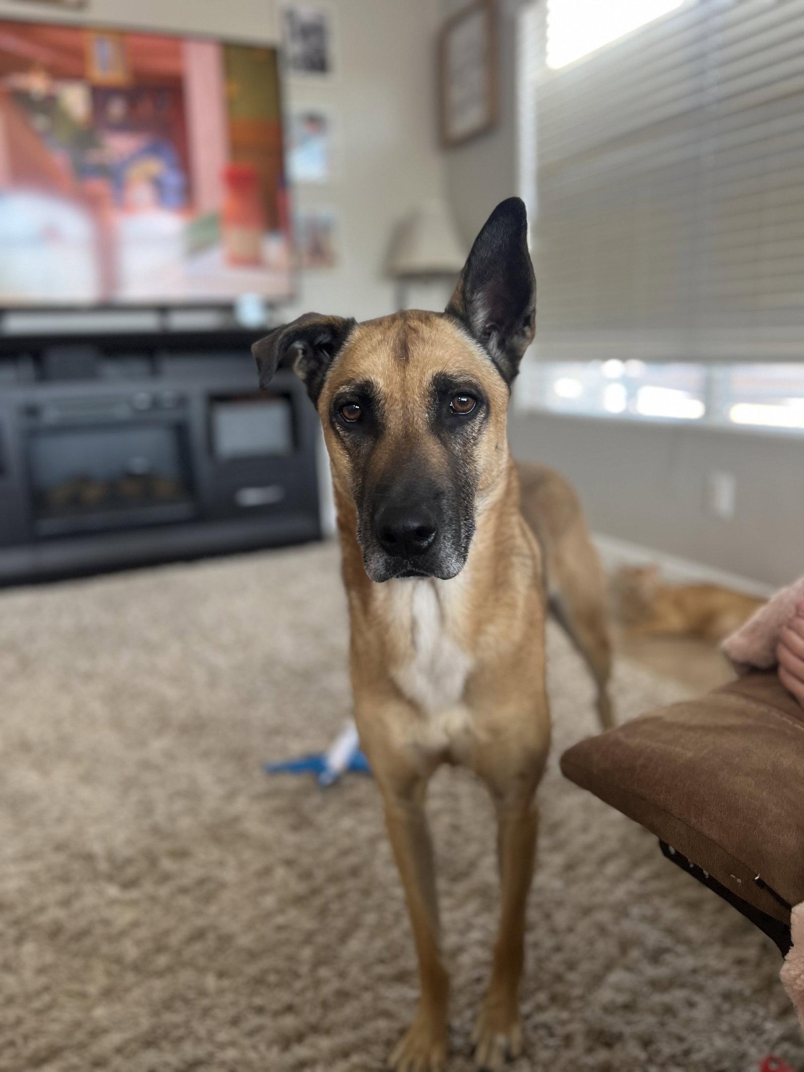 Gunner, Adoptable, Adult Male Belgian Shepherd / Malinois & Husky.