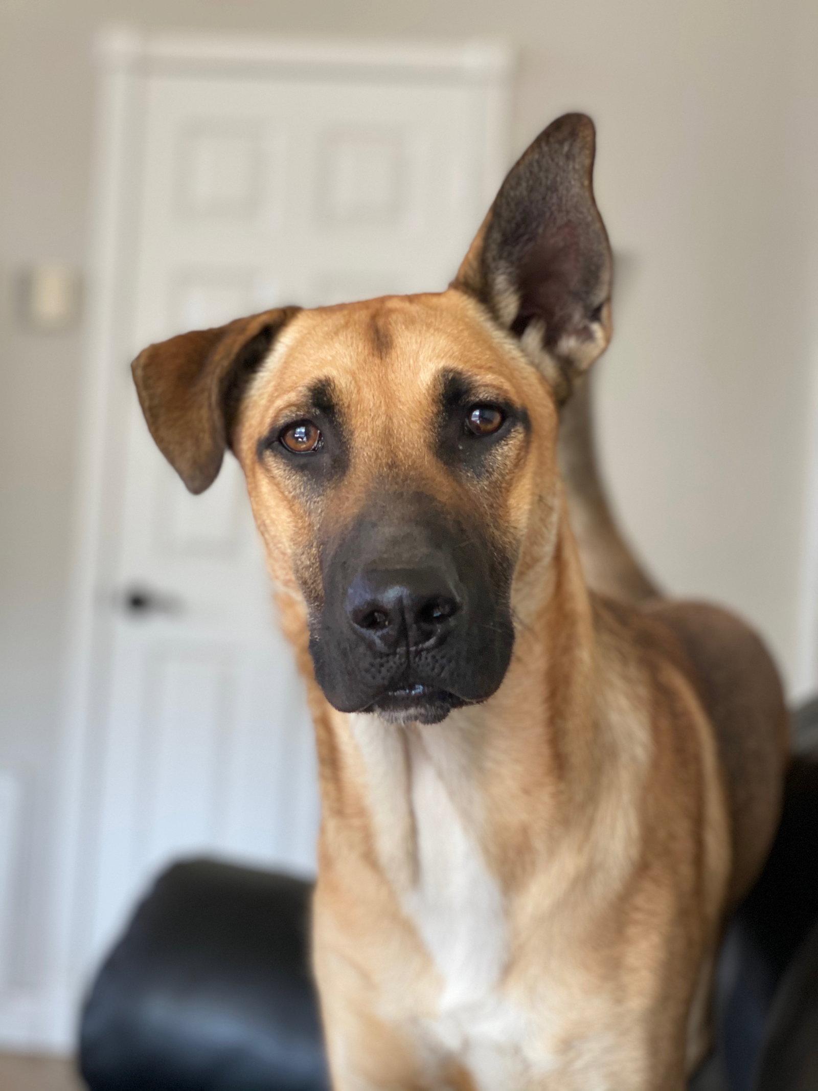 Gunner, a Adoptable mixed breed in Queen Creek, AZ image 2/3