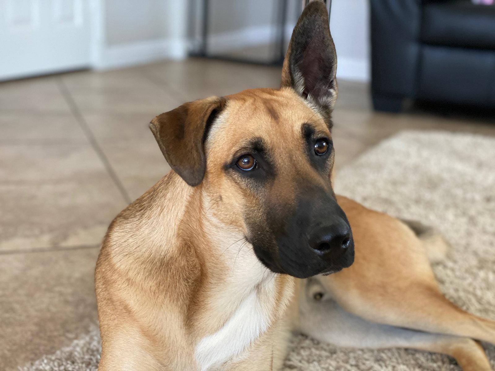 Gunner, a Adoptable mixed breed in Queen Creek, AZ image 3/3