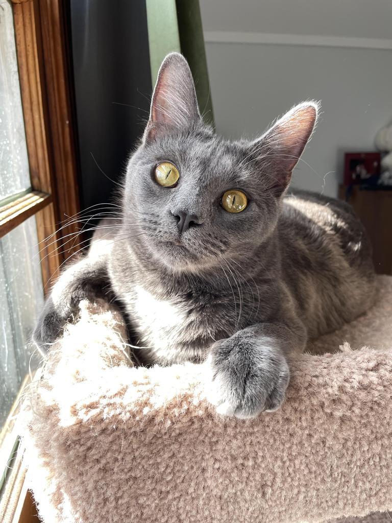 Lizzy, Adoptable, Young Female Domestic Short Hair.