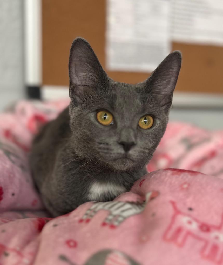 Enlarge Lizzy, a Adoptable mixed breed in Hampton, VA image 2/2