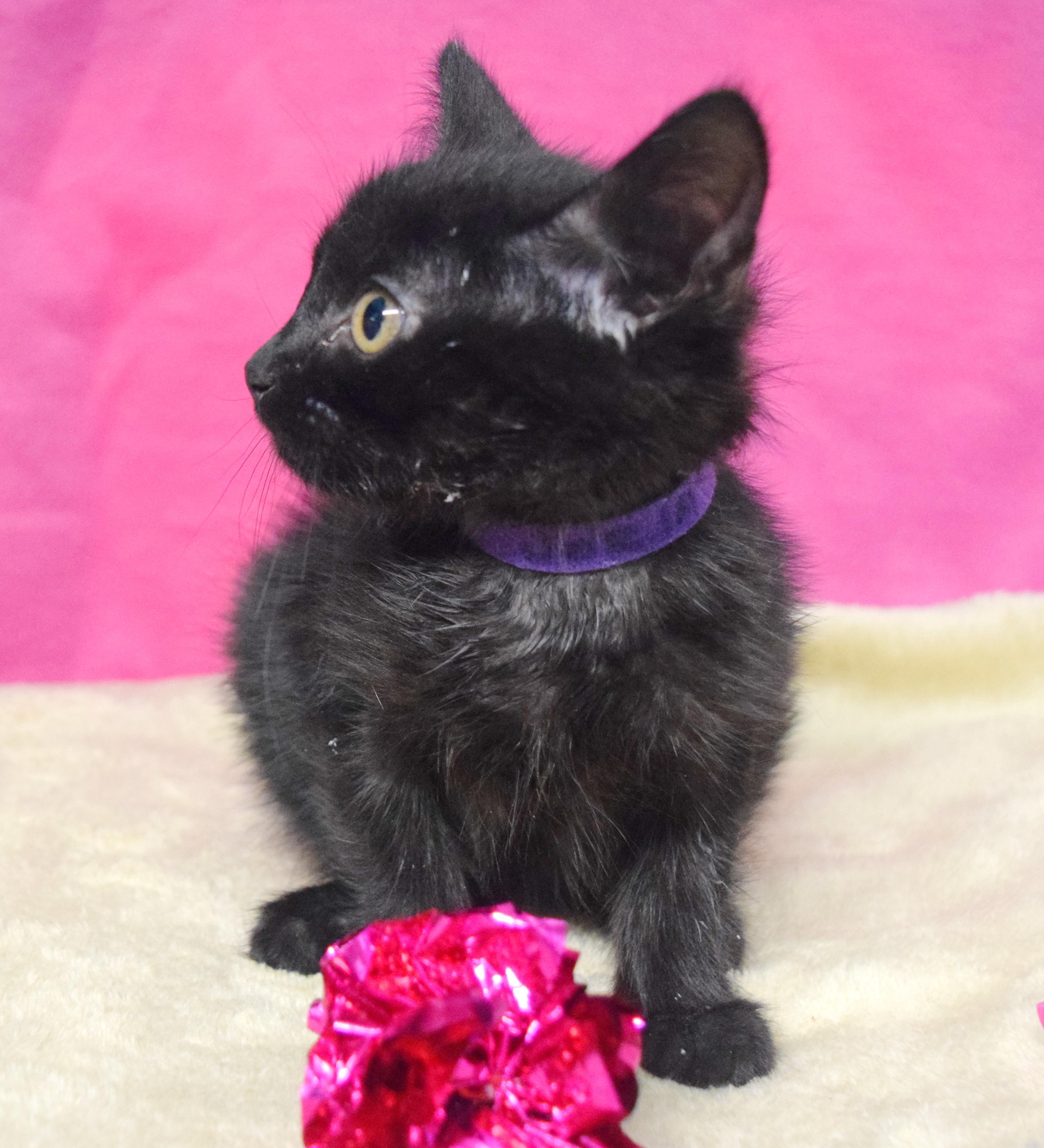 Jorja, an adoptable mixed breed in Bulverde, TX image 2/6