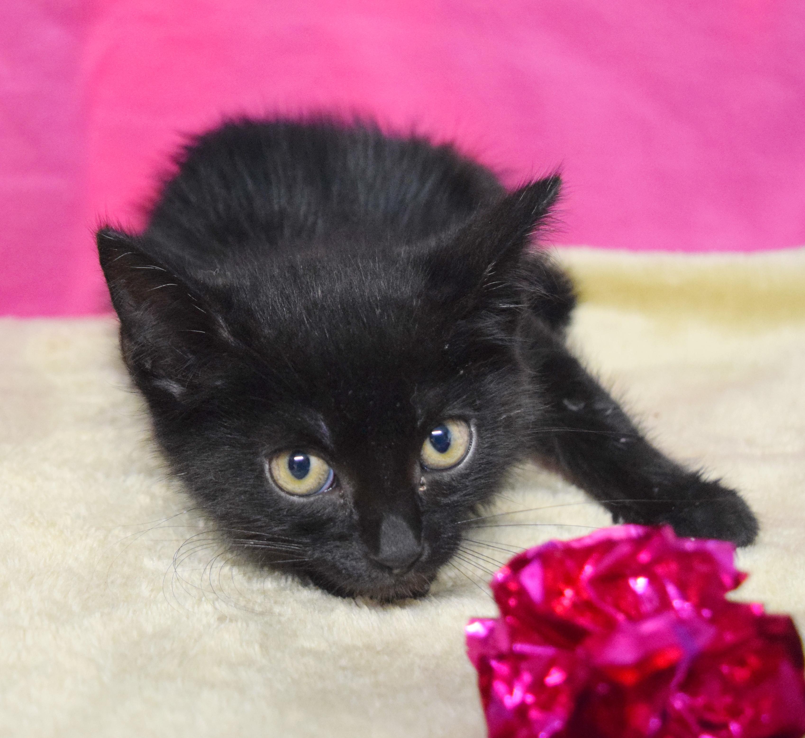 Jorja, an adoptable mixed breed in Bulverde, TX image 3/6