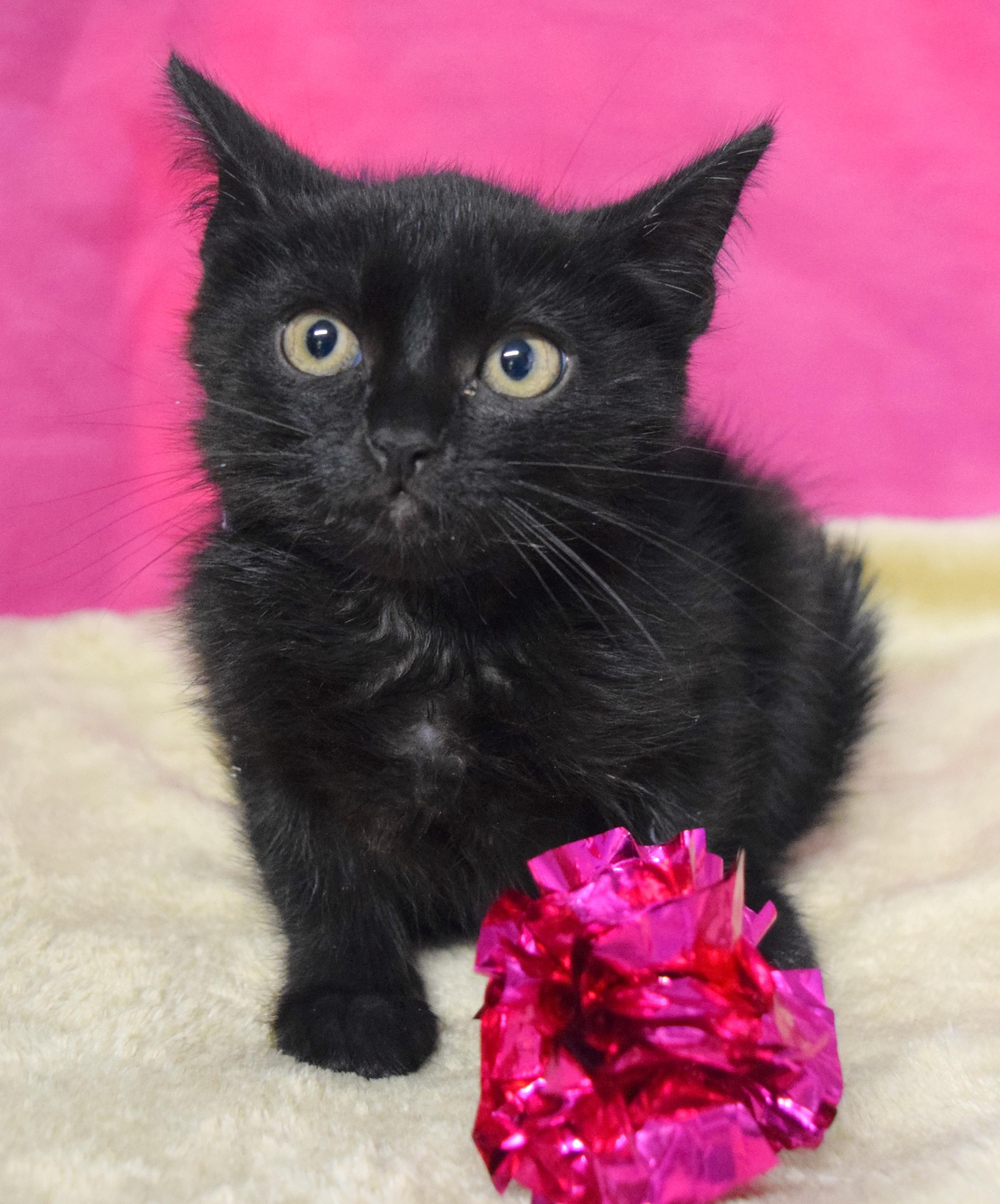 Jorja, an adoptable mixed breed in Bulverde, TX image 6/6