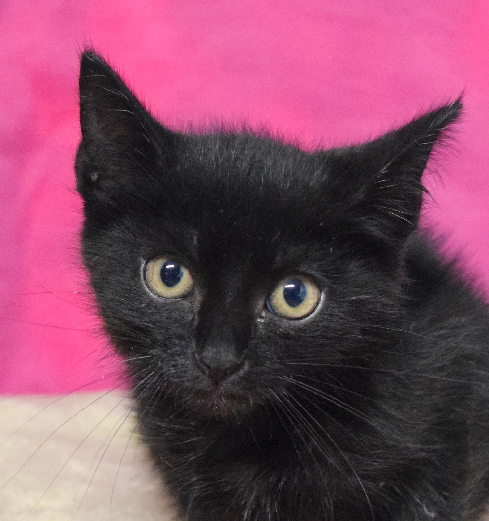 Jorja, adoptable, Kitten Female Domestic Medium Hair.