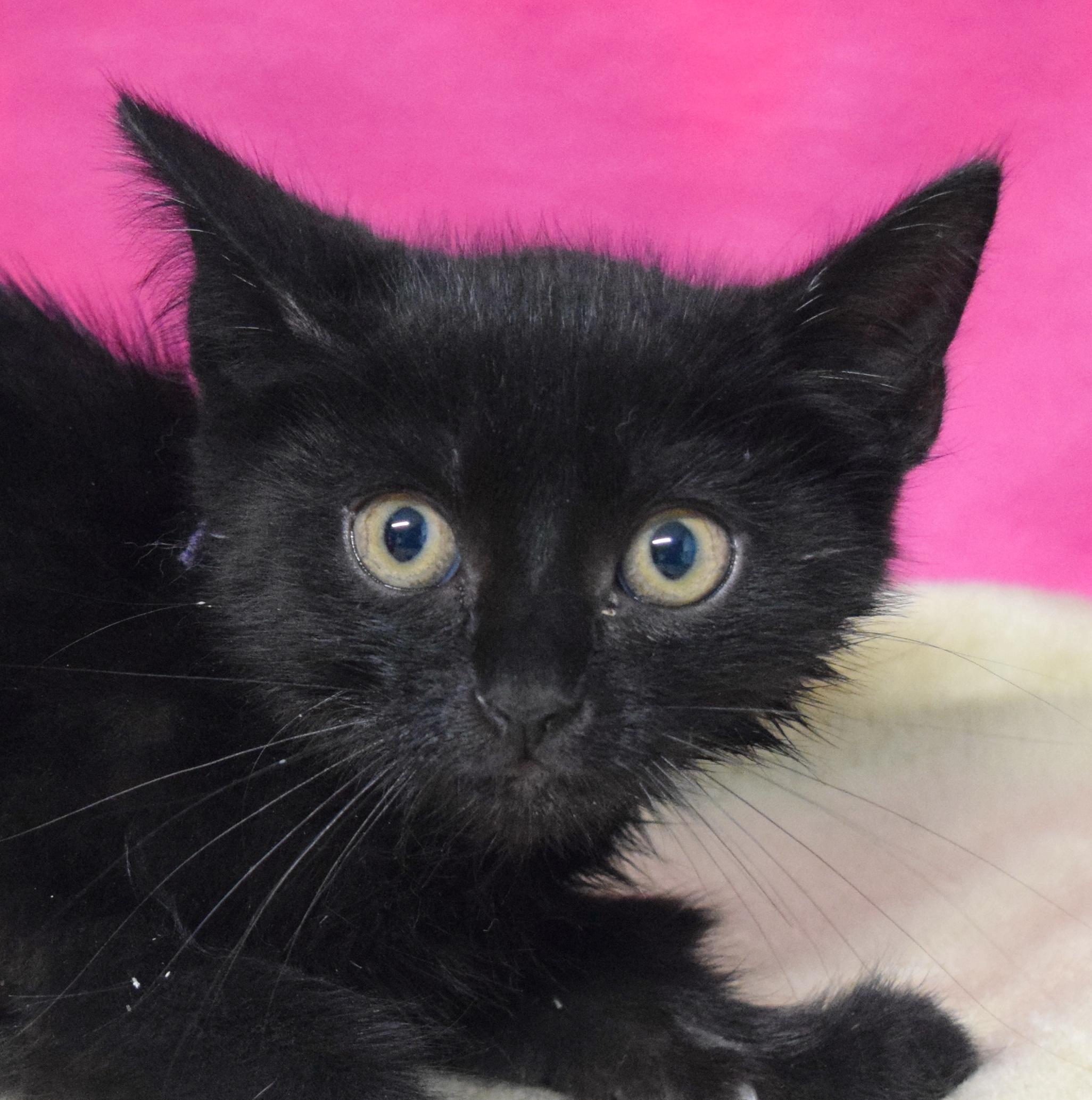Jorja, an adoptable mixed breed in Bulverde, TX image 5/6