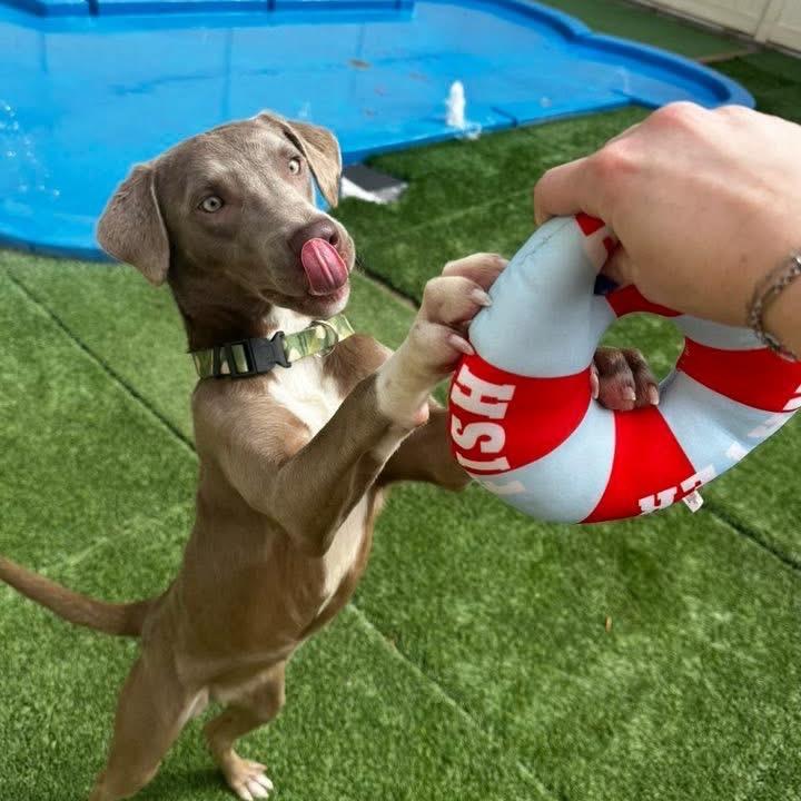 Chrissy, Adoptable, Young Female Weimaraner & Mixed Breed.