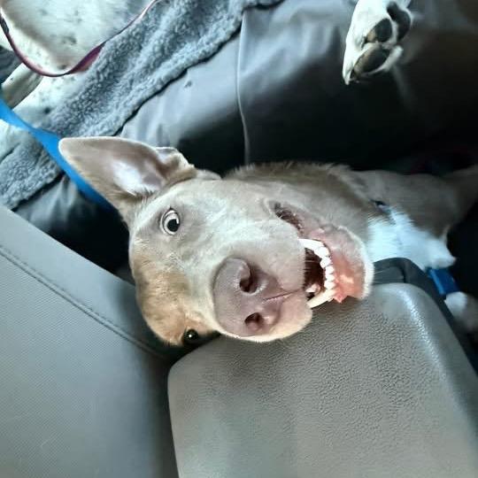 Enlarge Chrissy, a Adoptable mixed breed in Baton Rouge, LA image 2/5