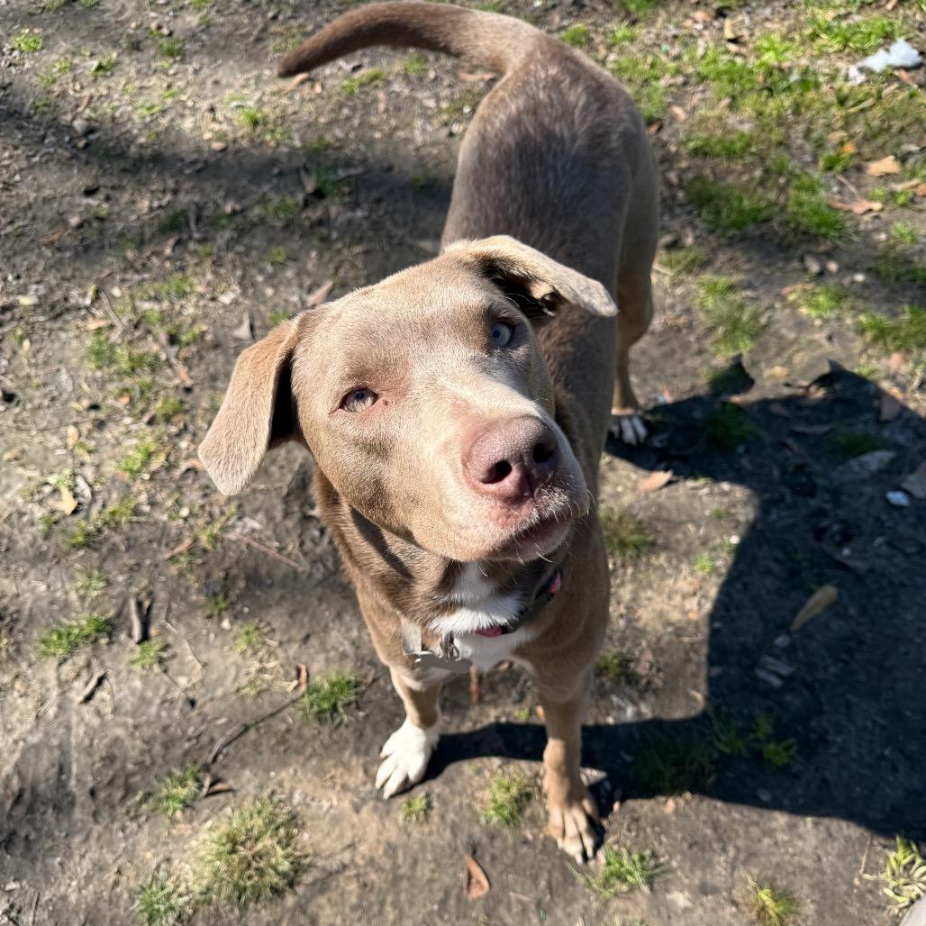 Enlarge Chrissy, a Adoptable mixed breed in Baton Rouge, LA image 3/6