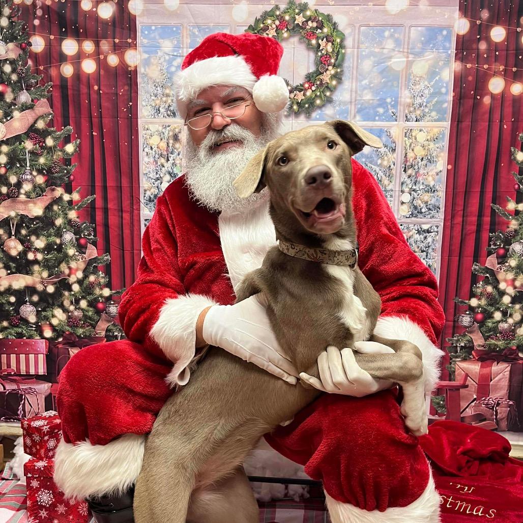 Enlarge Chrissy, a Adoptable mixed breed in Baton Rouge, LA image 3/5