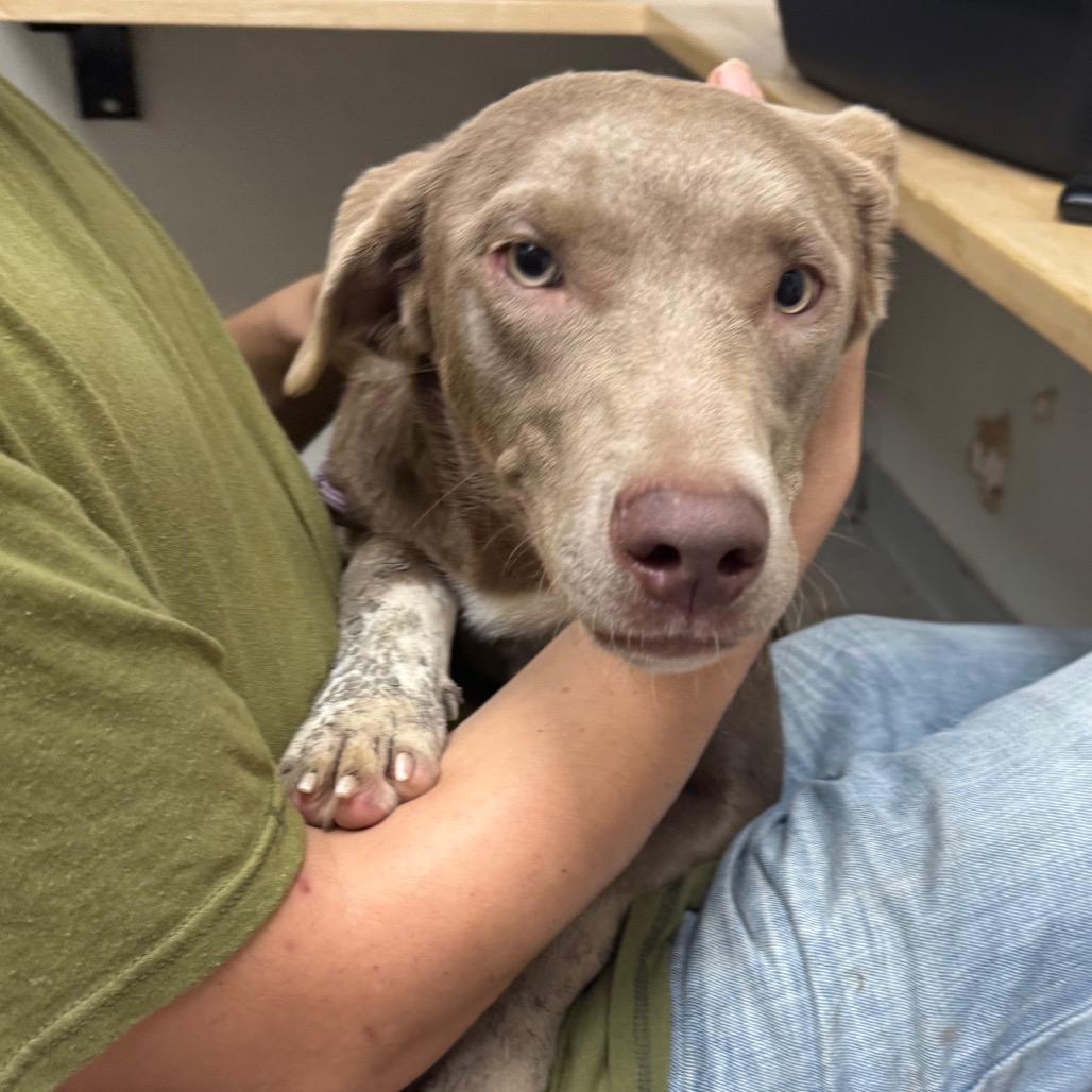 Enlarge Chrissy, a Adoptable mixed breed in Baton Rouge, LA image 4/5