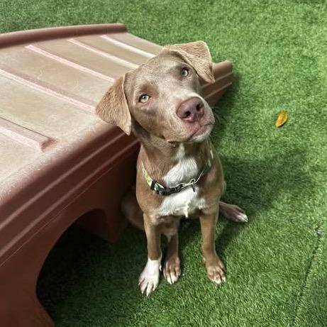 Enlarge Chrissy, a Adoptable mixed breed in Baton Rouge, LA image 5/5