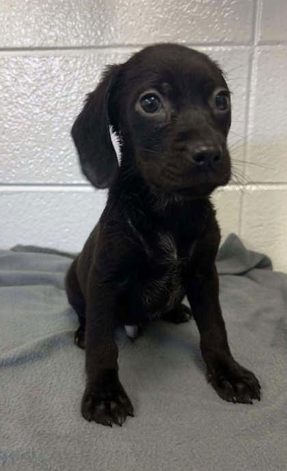 Enlarge Sonic the Hedgehog, a Adoptable mixed breed in Spruce Pine, NC image 1/1