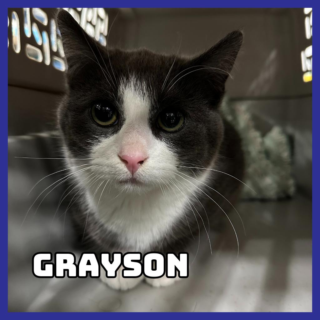 Grayson, Adoptable, Young Male Domestic Short Hair.