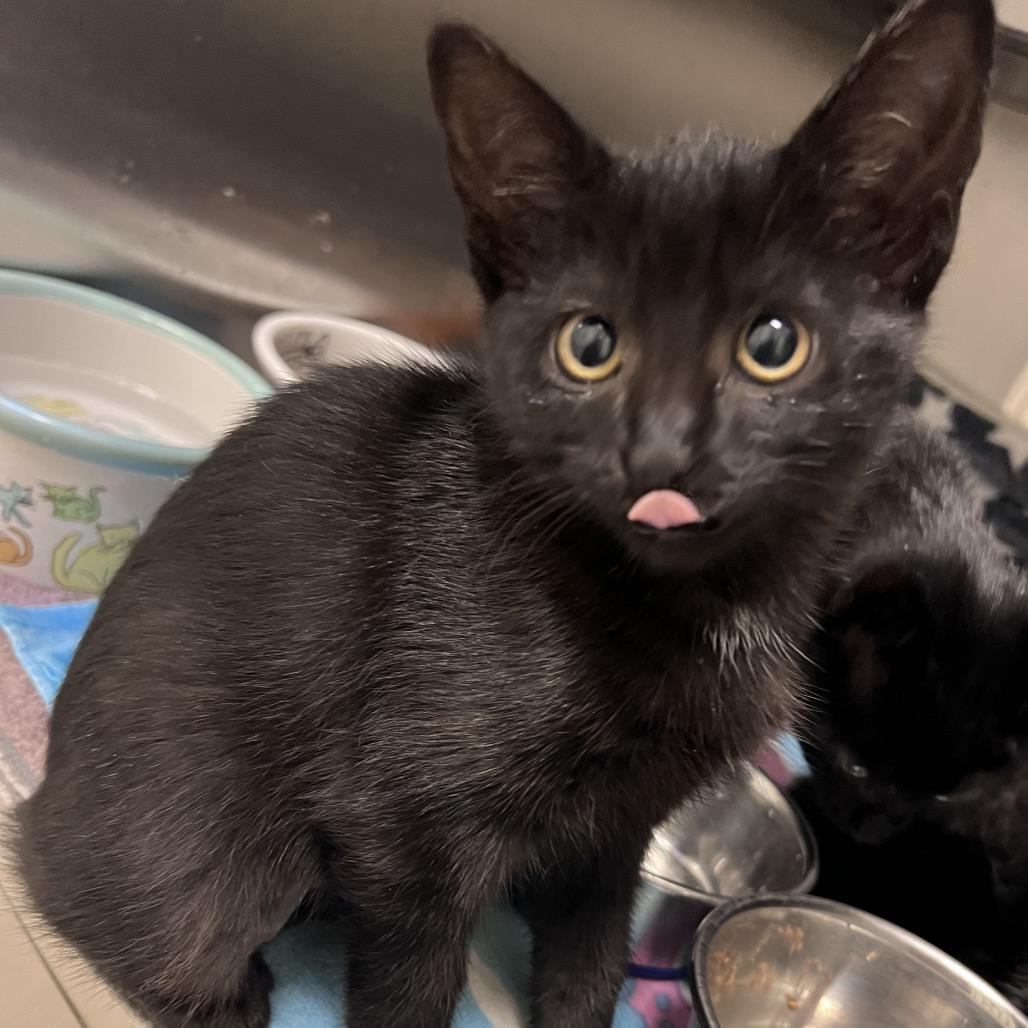 Wisteria, Adoptable, Kitten Female Domestic Short Hair.