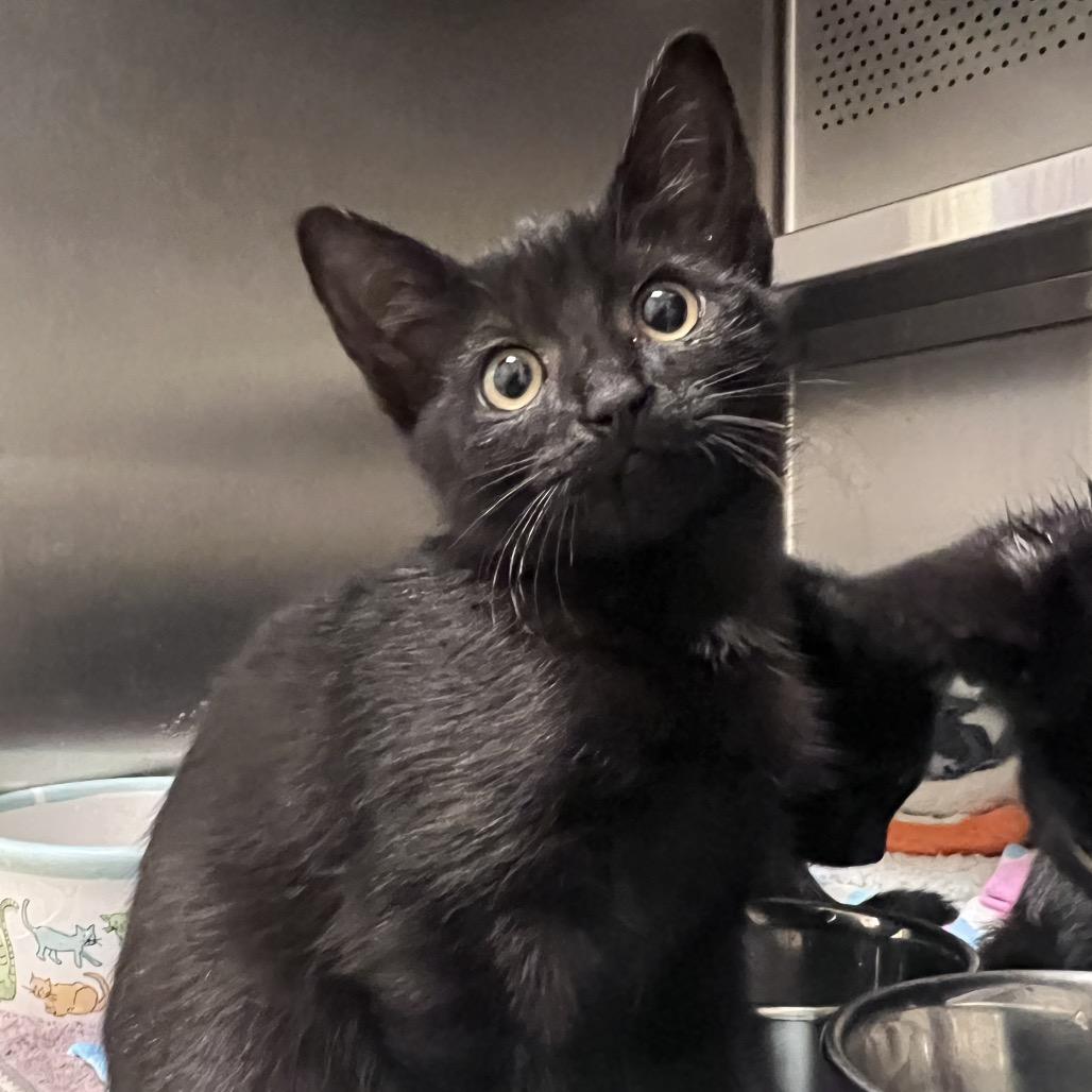 Enlarge Wisteria, a Adoptable Domestic Short Hair in Sarasota, FL image 2/2