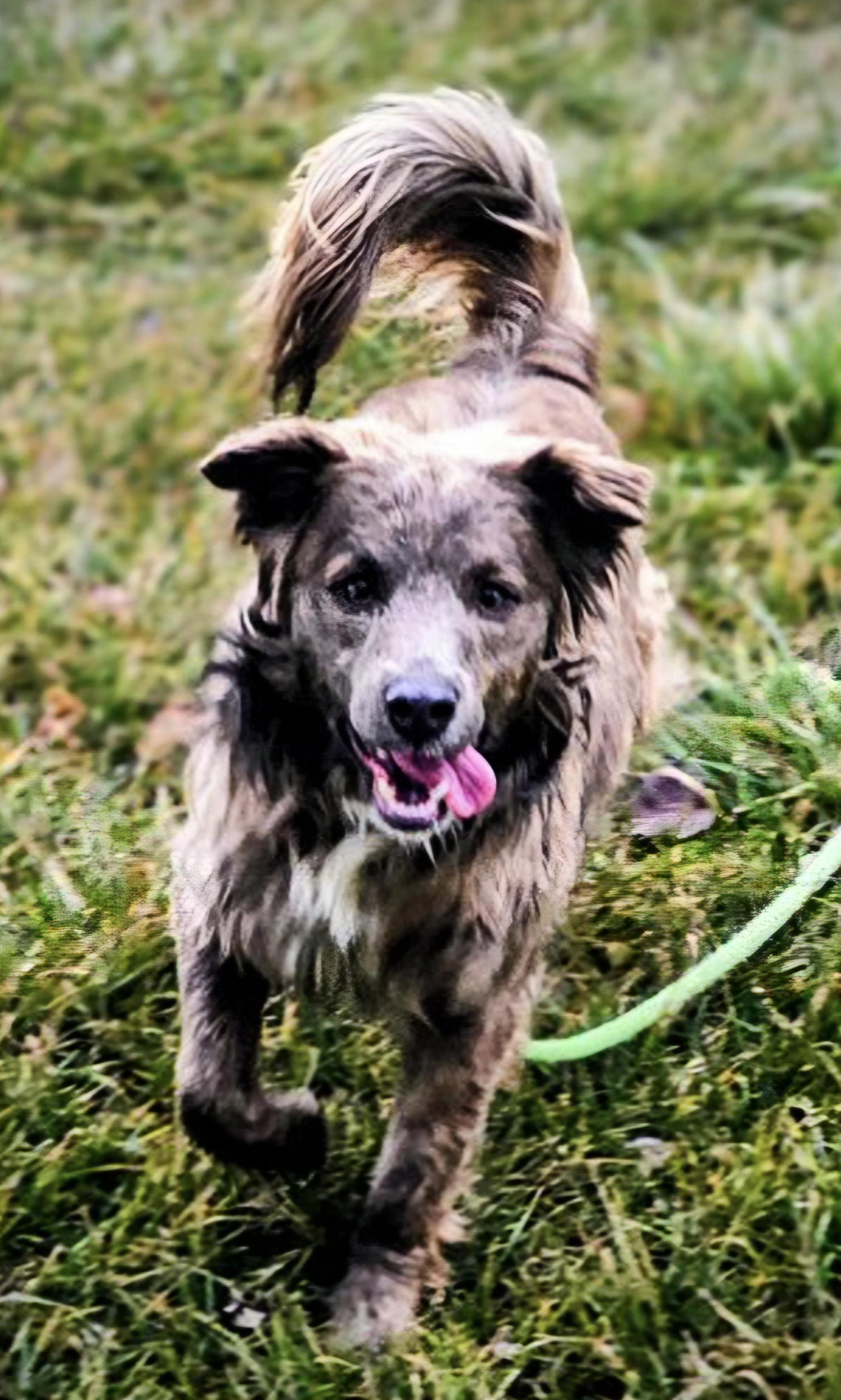 Enlarge Easton, a ADOPTABLE mixed breed in Salt Lake City, UT image 1/2