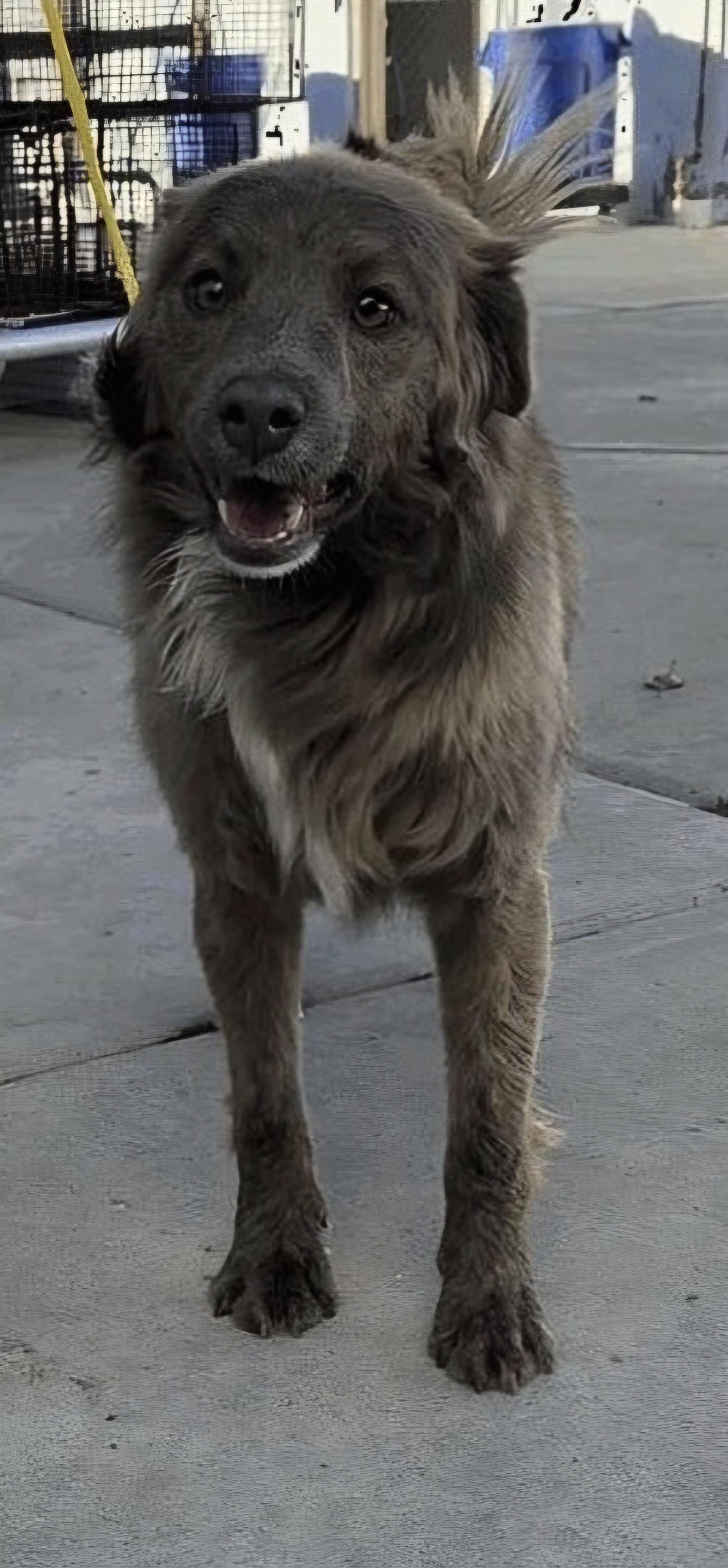 Enlarge Easton, a ADOPTABLE mixed breed in Salt Lake City, UT image 2/2