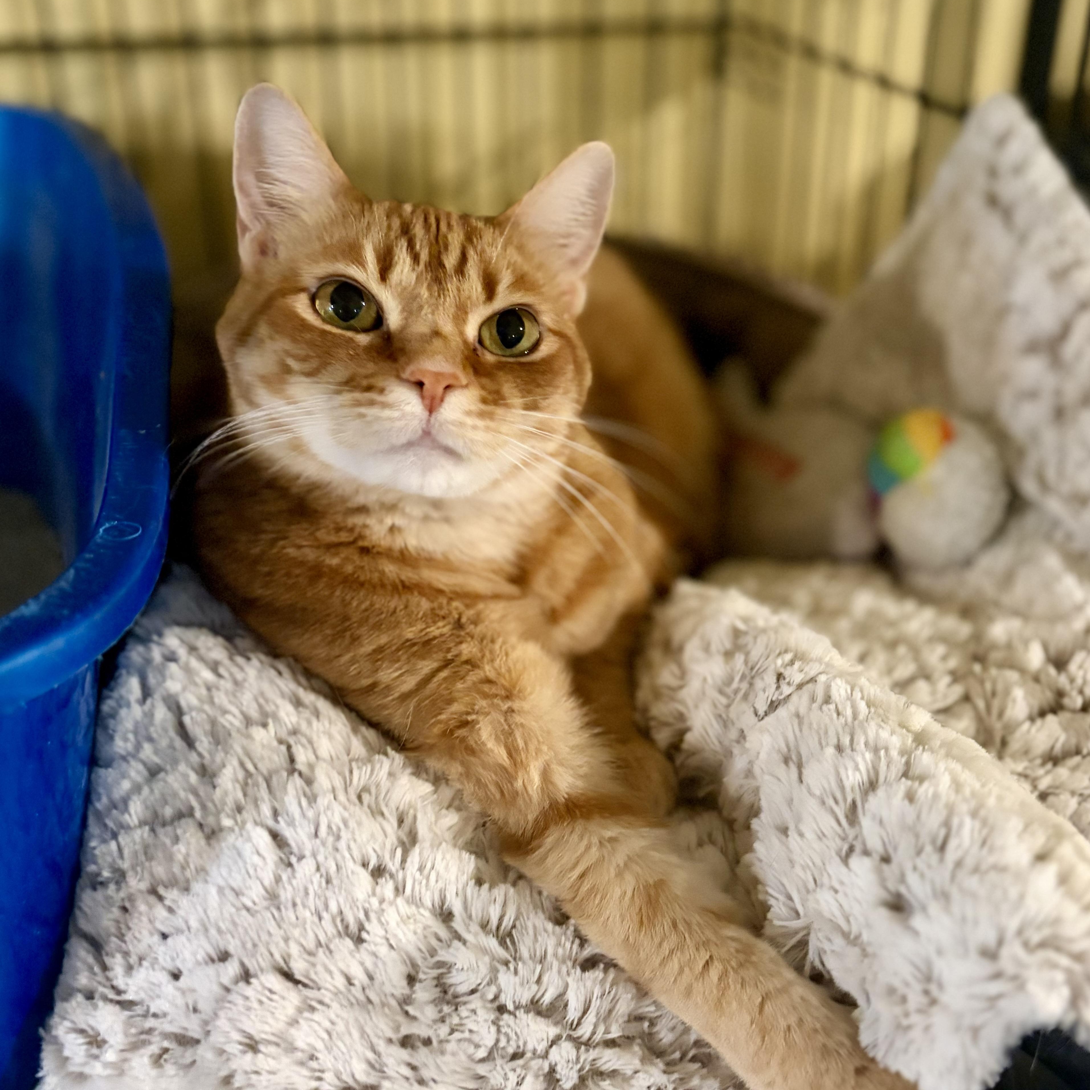 Ginger, a Adoptable Domestic Short Hair in Greensboro, NC image 1/6