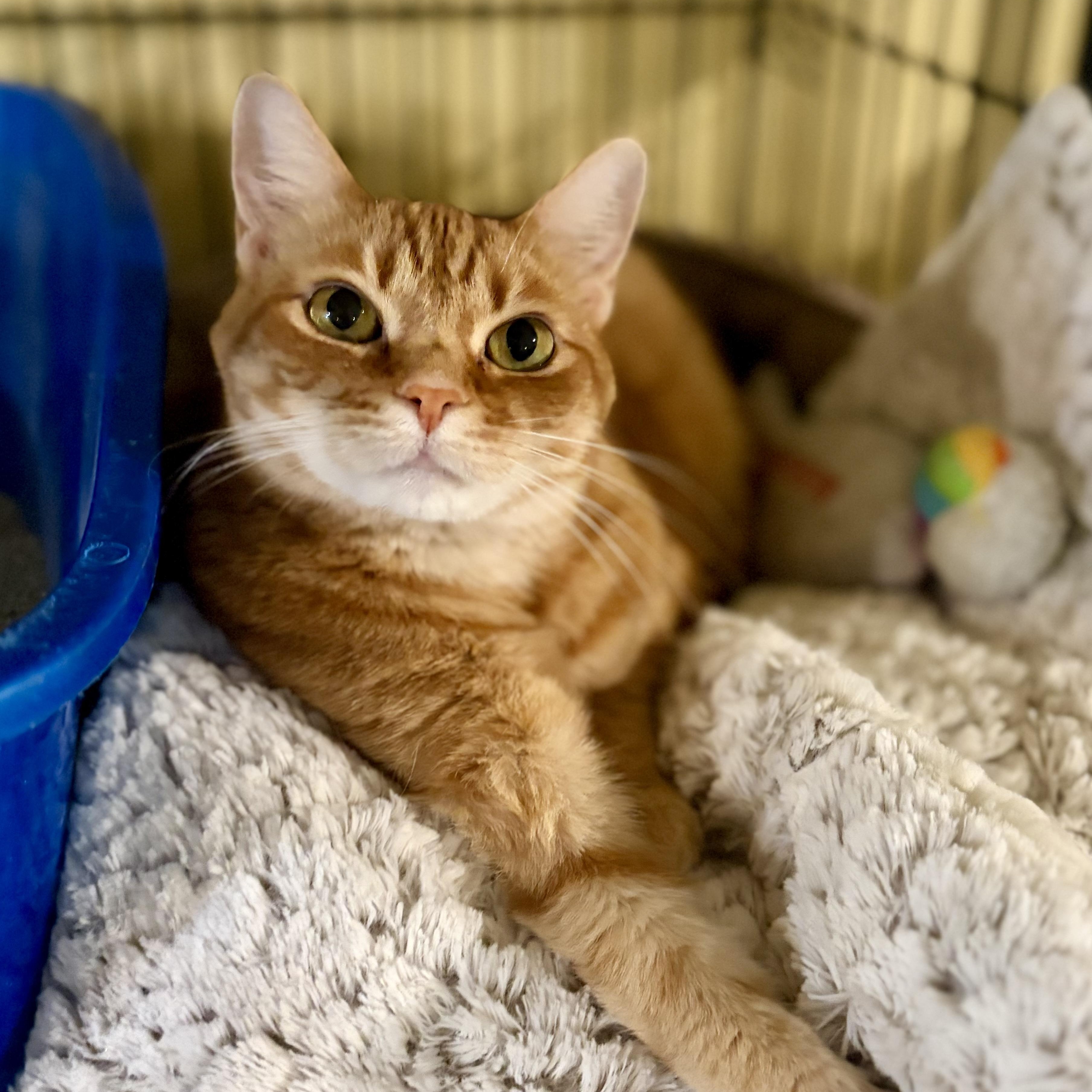 Ginger, a Adoptable Domestic Short Hair in Greensboro, NC image 4/6