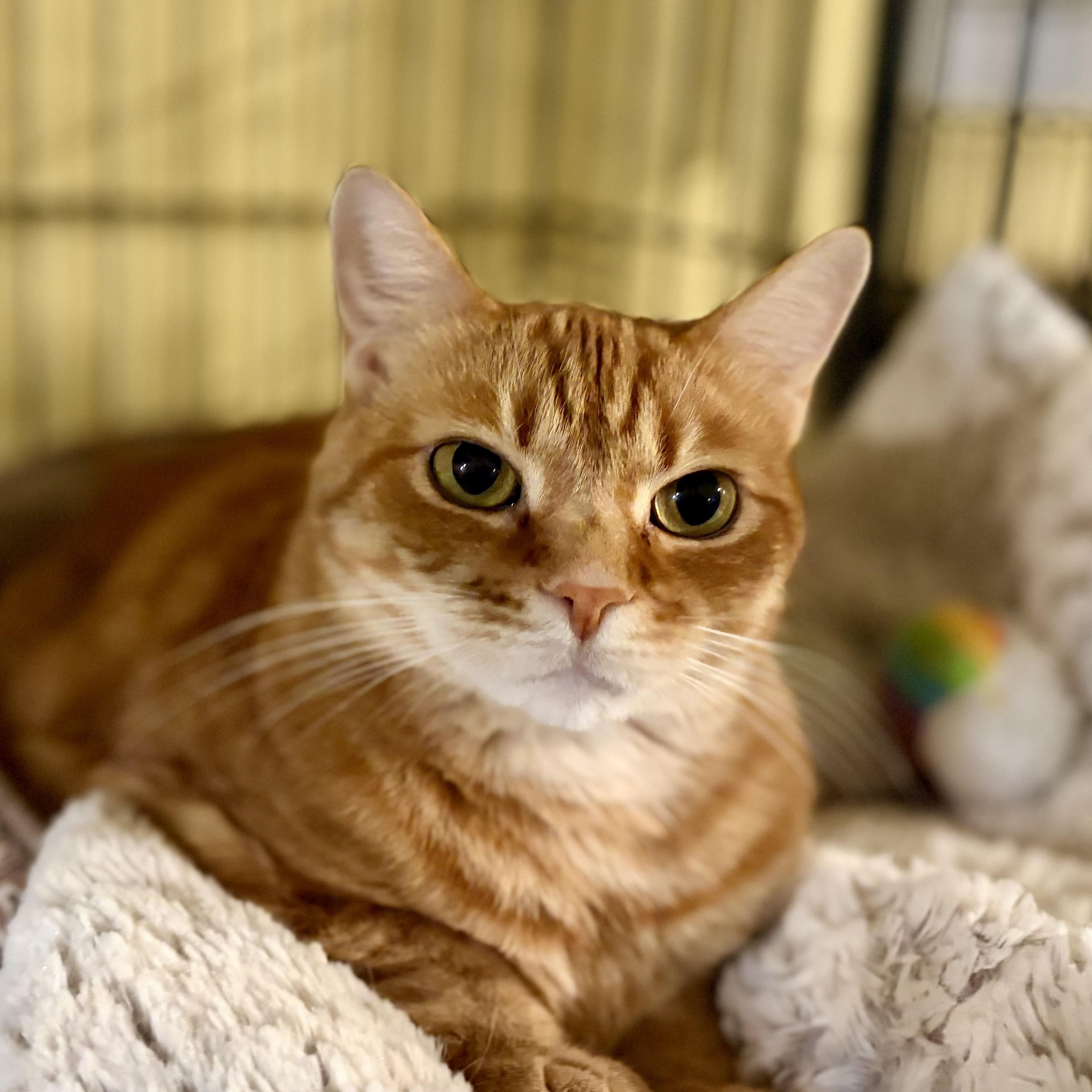 Ginger, a Adoptable Domestic Short Hair in Greensboro, NC image 5/6