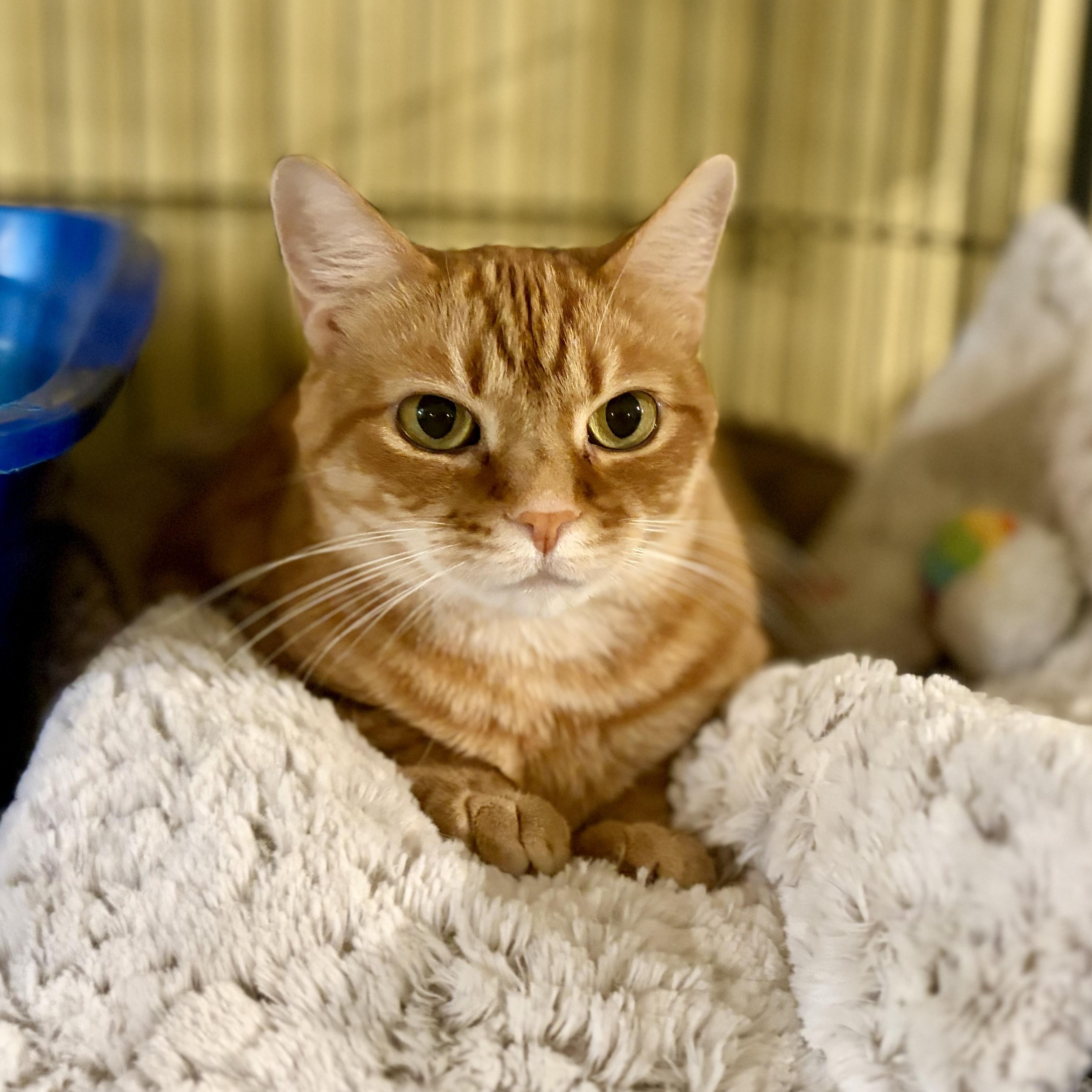 Ginger, a Adoptable Domestic Short Hair in Greensboro, NC image 6/6