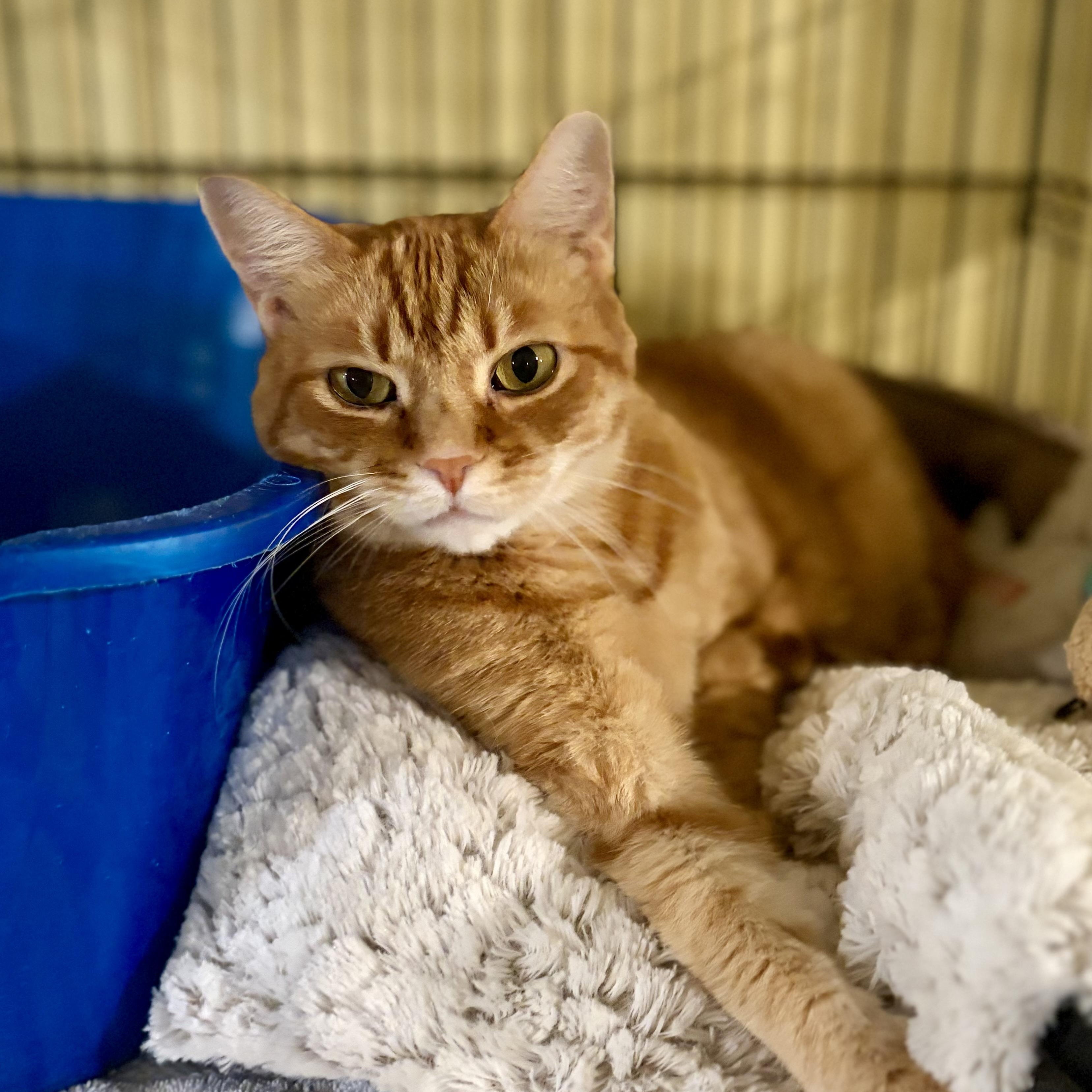 Ginger, a Adoptable Domestic Short Hair in Greensboro, NC image 3/6