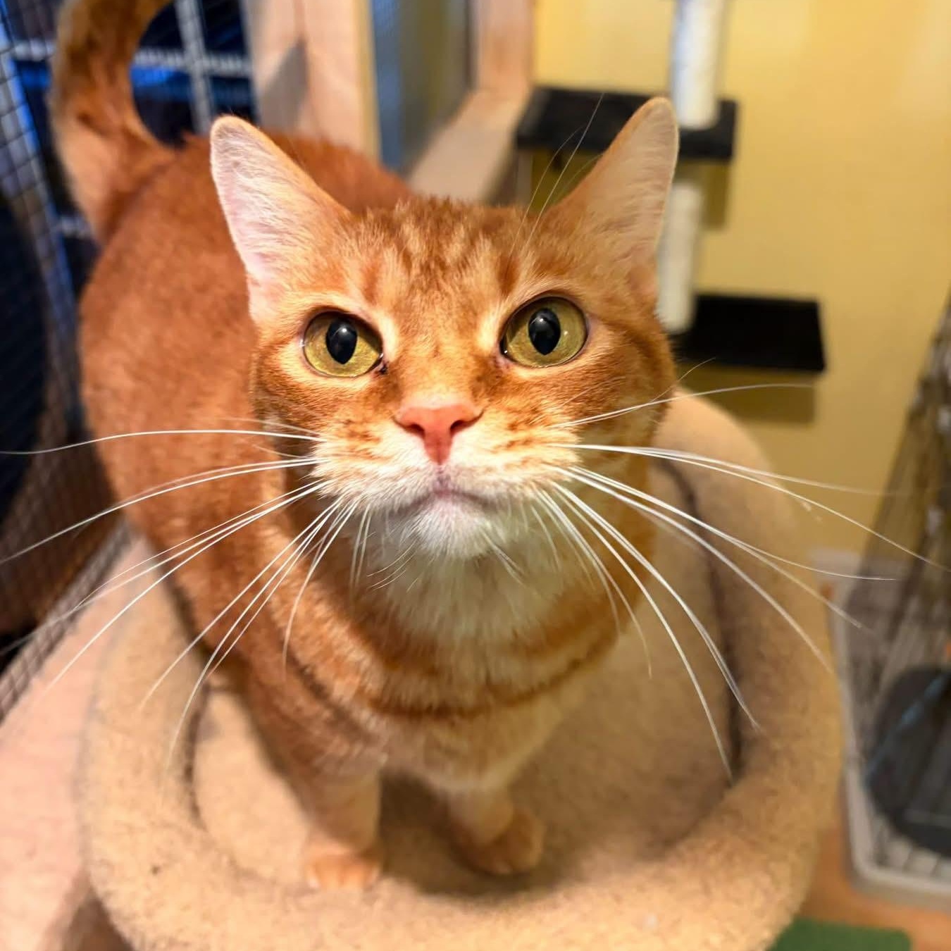 Mona, Adoptable, Adult Female Domestic Short Hair.