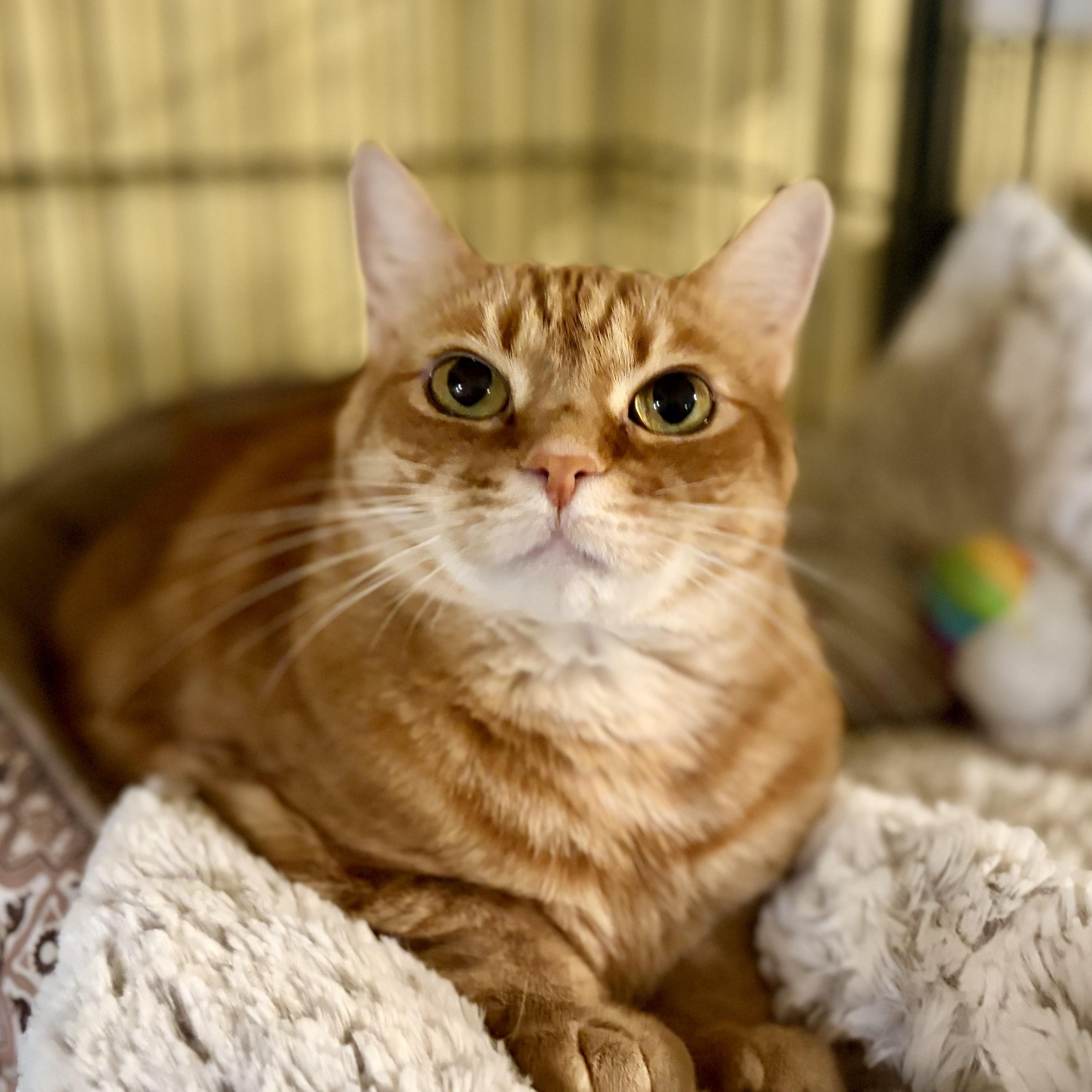 Ginger, a Adoptable Domestic Short Hair in Greensboro, NC image 2/6