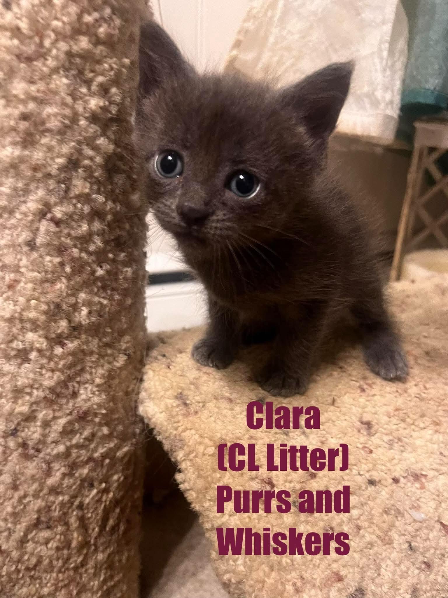 Clara, Adoptable, Kitten Female Domestic Short Hair.