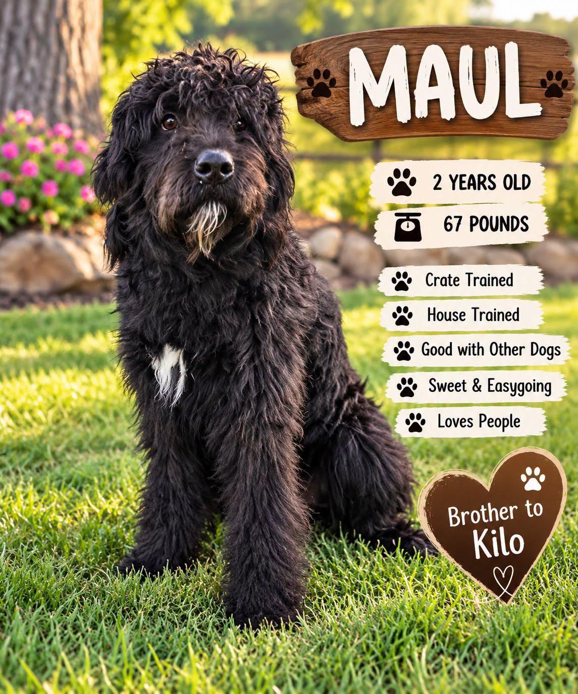 Enlarge Maul, a Adopted Labradoodle in abingdon, MD image 1/1