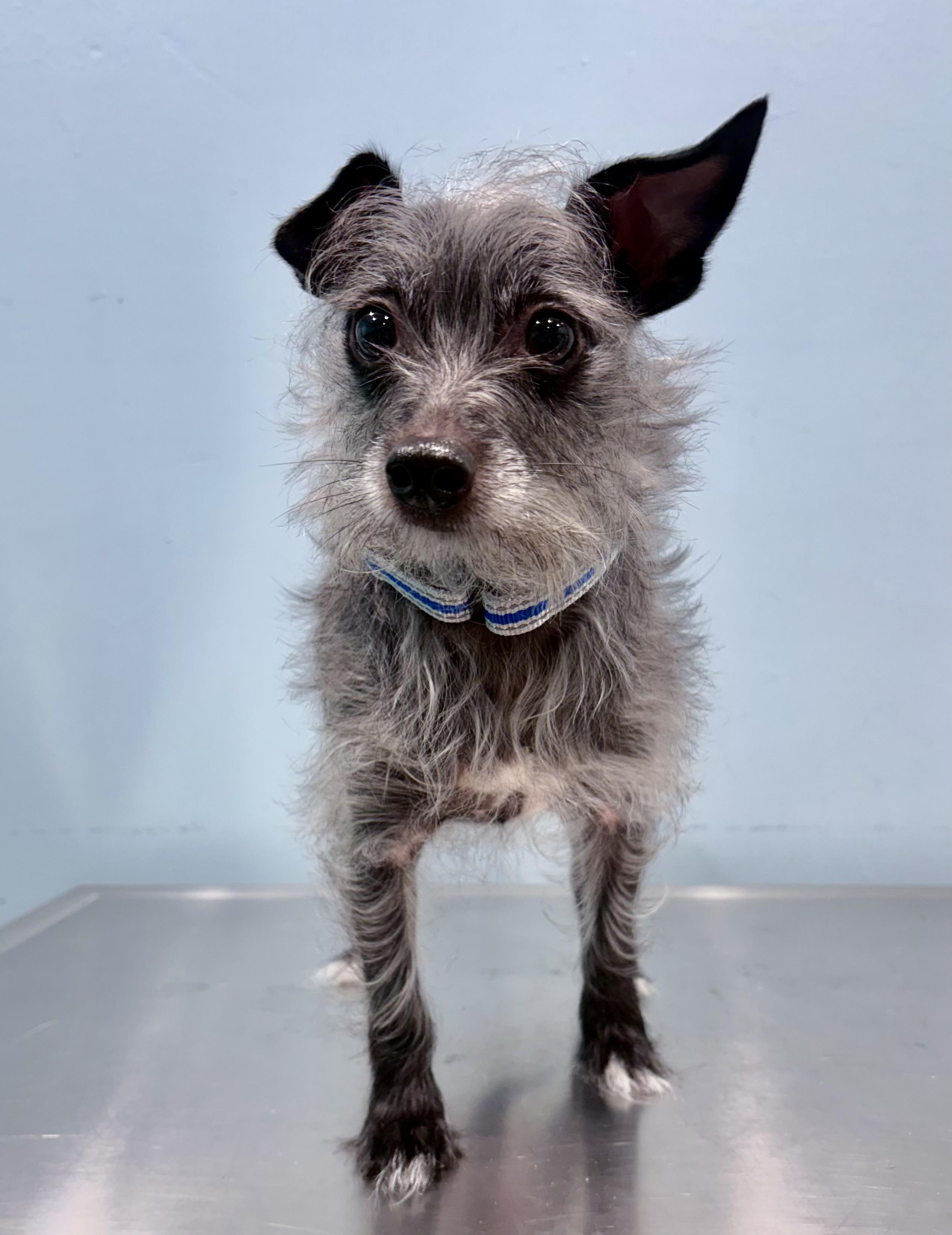 CURLY, an adoptable Terrier in Portland, OR, 97239 | Photo Image 1