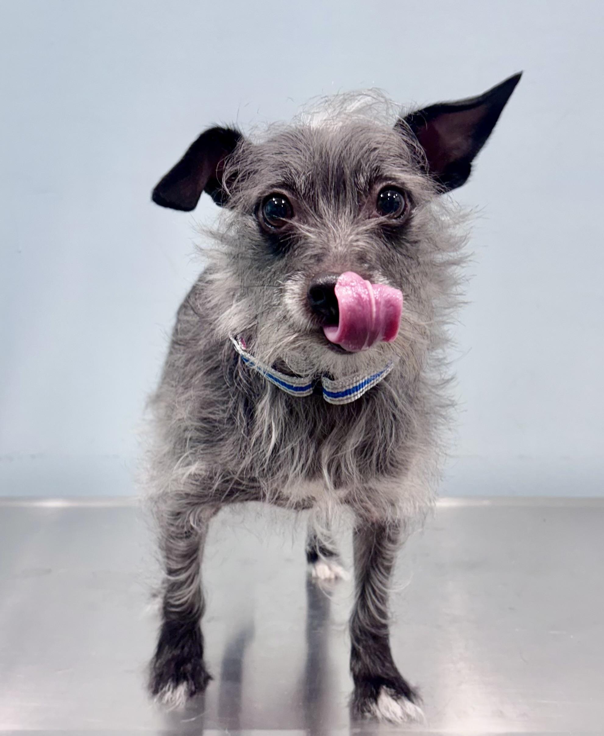 CURLY, an adoptable Terrier in Portland, OR, 97239 | Photo Image 2