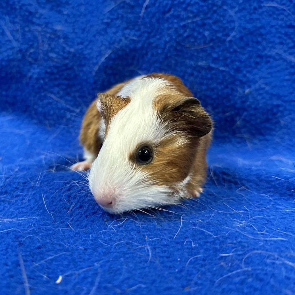 Checkers, Adoptable, Young Male Guinea Pig.