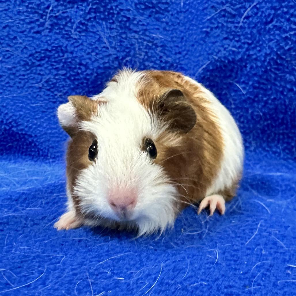 Enlarge Checkers, a Adoptable Guinea Pig in Decatur, GA image 2/2