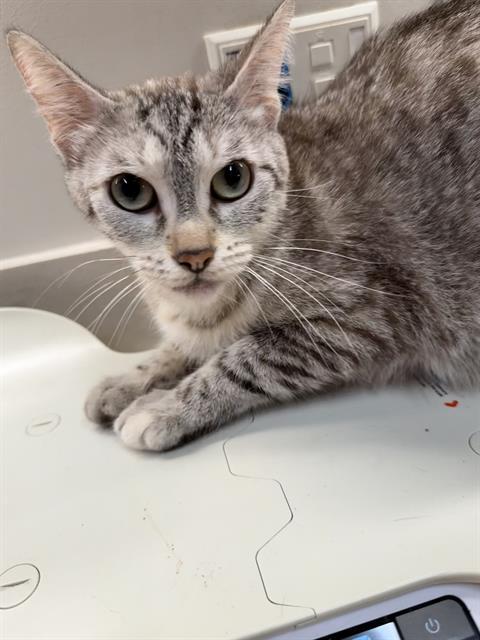 ZORA, Adoptable, Adult Female Domestic Short Hair.