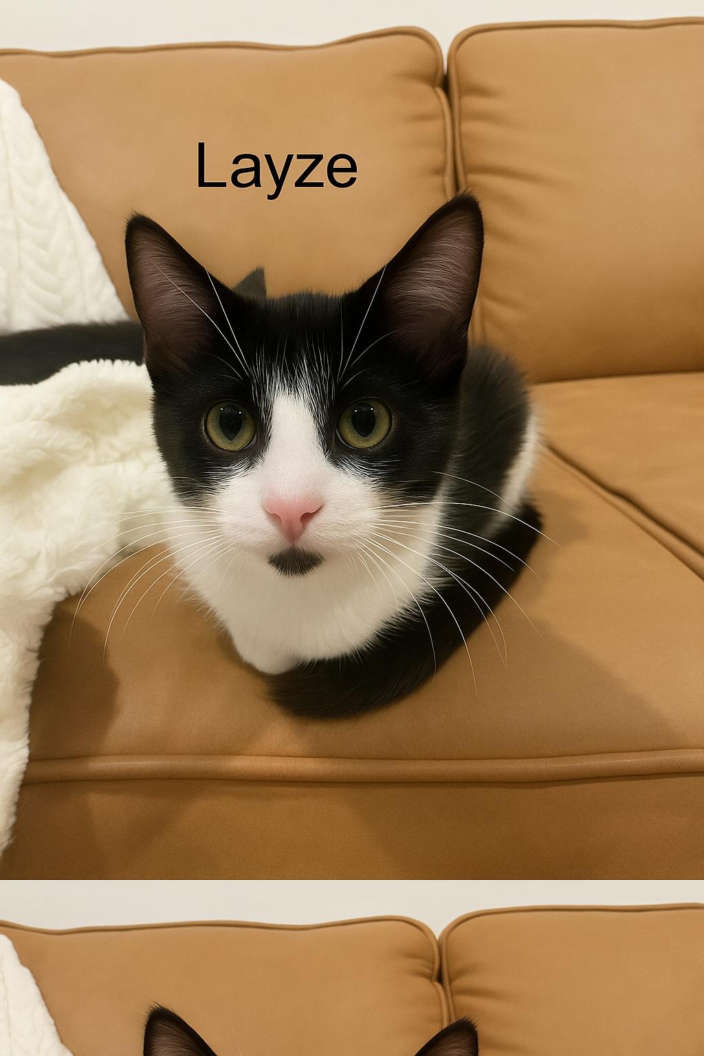 Layze, ADOPTABLE, Kitten Male Domestic Short Hair.