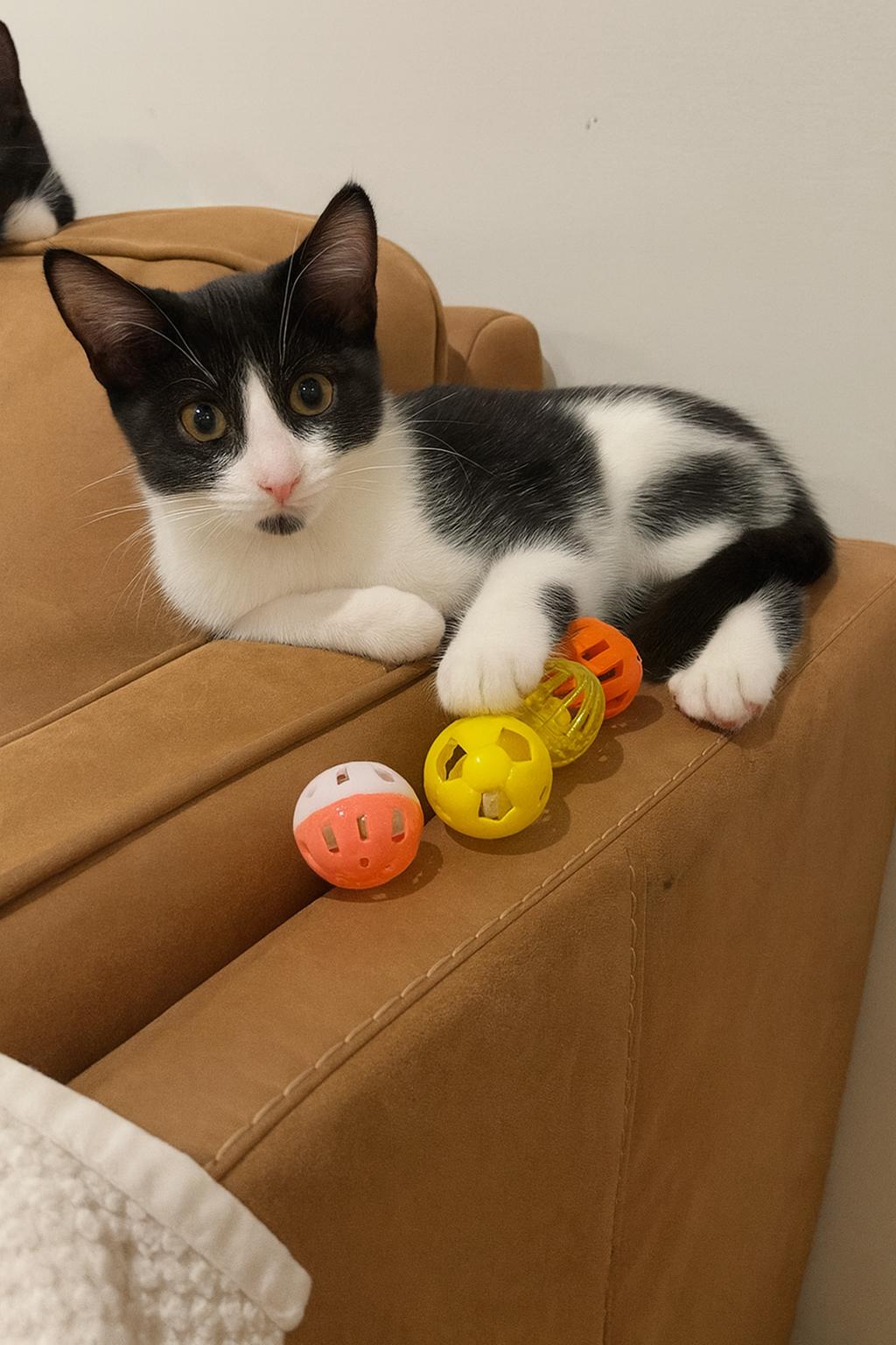 Layze, a ADOPTABLE Domestic Short Hair in Woodbury, MN image 2/2