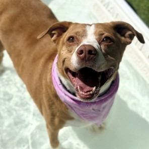 Leyla, Adoptable, Senior Female Pit Bull Terrier.