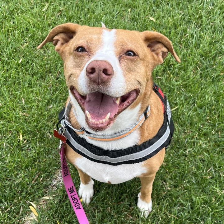 Enlarge Leyla, a Adoptable Pit Bull Terrier in Las Vegas, NV image 2/6