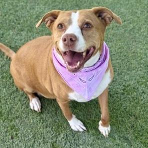 Enlarge Leyla, a Adoptable Pit Bull Terrier in Las Vegas, NV image 3/6