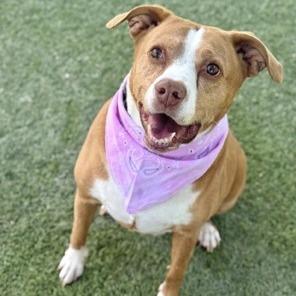Enlarge Leyla, a Adoptable Pit Bull Terrier in Las Vegas, NV image 4/6